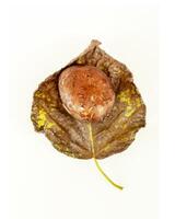 Forest mushroom on a dry leaf on a white background. photo