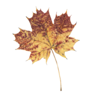 Single maple autumn leaf. Hand drawn detailed botanical illustration. Aquarelle design element for printing, textile, invitation, occasion, card png