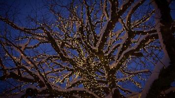 uma coberto de neve árvore iluminado de espumante luzes em uma pacífico inverno tarde video