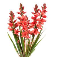 Hesperaloe Parviflora on Transparent Background Cutout png