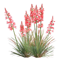 Hesperaloe Parviflora Bush with Transparent Background png