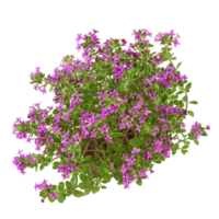 Thymus Serpyllum on Transparent Background png