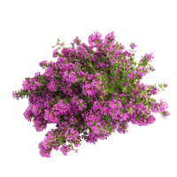 Thymus Serpyllum Bush on Transparent Background png