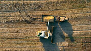A combine harvester loads ripe wheat grains into a tractor in the field. Harvest. Work of harvesting equipment in the field. View from above video