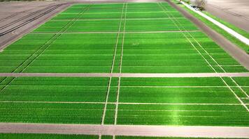 Flight over an agricultural field where samples of wheat and rye varieties are sown. Cultivation of various varieties of wheat and rye for research. Young wheat that sprouted in early spring. video