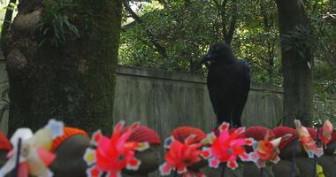 Statue guardian wearing red hat and black crow in Tokyo daytime video