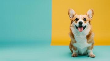 Portrait of a corgi dog on a colored background, pet. Neural network photo