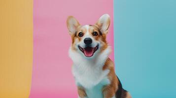 Portrait of a corgi dog on a colored background, pet. Neural network photo
