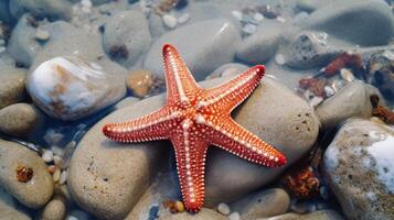 Starfish on the summer beach in sea water. Underwater ocean background, Starfish on a sandy tropical beach, Starfish on a Caribbean beach in summer make for a nice vacation photo