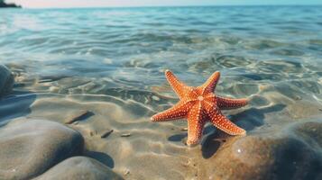 Starfish on the summer beach in sea water. Underwater ocean background, Starfish on a sandy tropical beach, Starfish on a Caribbean beach in summer make for a nice vacation photo