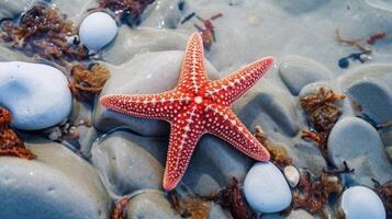 Starfish on the summer beach in sea water. Underwater ocean background, Starfish on a sandy tropical beach, Starfish on a Caribbean beach in summer make for a nice vacation photo