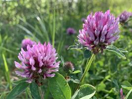 A close-up view of two pink clover blossoms in a field of green grass photo