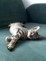 Cat sleeping peacefully on a dark green couch. The cat has striped fur with various shades of grey and brown. photo