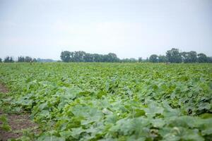 Expansive Green Crop Field Under Cloudy Sky photo