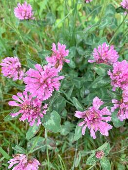 un colección de rosado flores dispersado a lo largo de el verde césped en un natural al aire libre ajuste foto