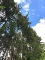 A forest filled with numerous tall trees towering above the ground, creating a dense canopy that blocks out sunlight and forms a dark, shadowy environment. The trees are closely packed together. photo