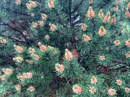 A detailed view of a pine tree showcasing an abundance of green leaves filling the frame. The intricate textures and patterns of the leaves are clearly visible photo