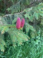 Two pine cones are suspended from a tree branch, showcasing their unique textures and shapes against the backdrop of green foliage photo