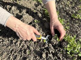 Person planting with shovel in soil, farmworker in agriculture photo