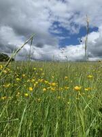 A field of yellow wildflowers with a cloudy blue sky overhead photo