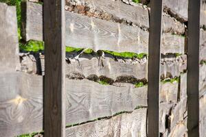 A close-up shot of a weathered wooden fence, showcasing its natural grain and texture. Green growth is visible between the boards photo