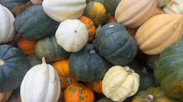 A close-up view of a variety of winter squash, including acorn, butternut, and spaghetti squash photo