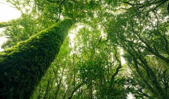 Looking up view of tree trunk to green leaves of tree in forest with sun light. Fresh environment in green woods. Forest tree on sunny day. Natural carbon capture. Sustainable conservation and ecology photo
