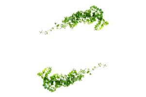 leaf vine isolates on a white background photo