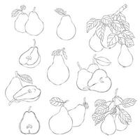 Pears, leaves and flowers hand-draw sketches. Whole and cut fruits. Collection of isolated outline objects on a white background. vector