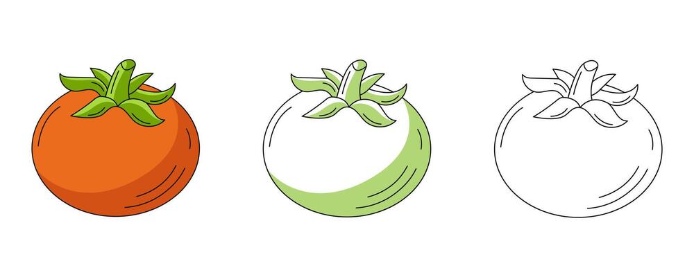 Tomato, colorful and line icons set. Farm vegetable outline icon, monochrome and color illustration. Healthy nutrition, organic food, vegetarian or vegan product. For logo, coloring book