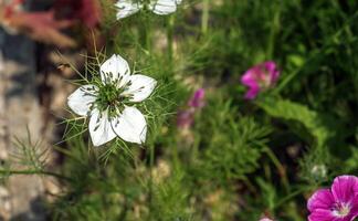 Delicate white Nigella sativa or love flower in mist, botanical background with copy space photo