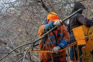 Municipal service workers stand with a chainsaw in a crane basket and trim dangerous trees photo