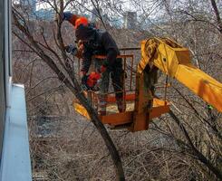 Municipal service workers stand with a chainsaw in a crane basket and trim dangerous trees photo