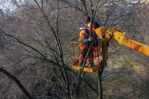 Municipal service workers stand with a chainsaw in a crane basket and trim dangerous trees photo