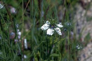 Delicate white Nigella sativa or love flower in mist, botanical background with copy space photo