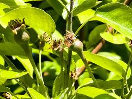 Small pear ovaries and flowers on a tree branch. Pear branch with young fruits. Spring time, Selective focus photo