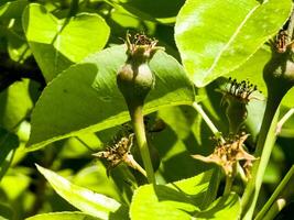 Small pear ovaries and flowers on a tree branch. Pear branch with young fruits. Spring time, Selective focus photo
