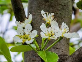Small pear ovaries and flowers on a tree branch. Pear branch with young fruits. Spring time, Selective focus photo