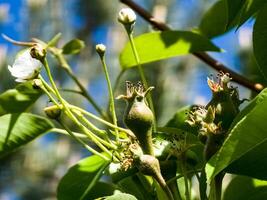 Small pear ovaries and flowers on a tree branch. Pear branch with young fruits. Spring time, Selective focus photo