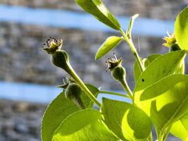 Small pear ovaries and flowers on a tree branch. Pear branch with young fruits. Spring time, Selective focus photo