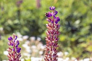 Wild perennial lupine or Lupinus perennis in the botanical garden in Dnepr. Ukraine photo
