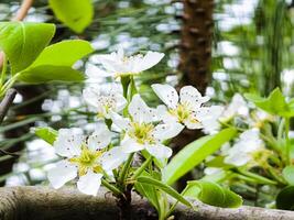 Small pear ovaries and flowers on a tree branch. Pear branch with young fruits. Spring time, Selective focus photo