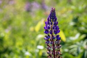 Wild perennial lupine or Lupinus perennis in the botanical garden in Dnepr. Ukraine photo