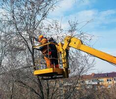 Municipal service workers stand with a chainsaw in a crane basket and trim dangerous trees photo