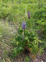 Wild perennial lupine or Lupinus perennis in the botanical garden in Dnepr. Ukraine photo