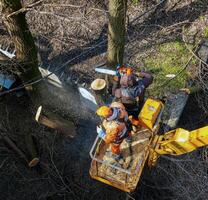 Municipal service workers stand with a chainsaw in a crane basket and trim dangerous trees photo
