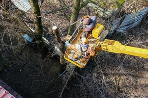 Municipal service workers stand with a chainsaw in a crane basket and trim dangerous trees photo