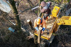 Municipal service workers stand with a chainsaw in a crane basket and trim dangerous trees photo