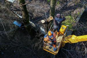 Municipal service workers stand with a chainsaw in a crane basket and trim dangerous trees photo