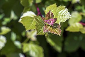 Buds and leaves of sumac Rhus trilobata in spring. Skunkbrush Sumac photo